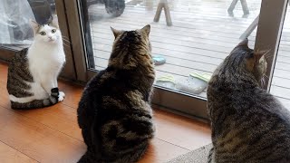 初めておサルさんを間近で見てソワソワしちゃうねこ。-Fidgety Miri when she saw Japanese macaques up close for the first time.-