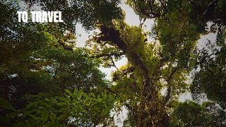 Exploring The World’s Largest Tropical Rainforest