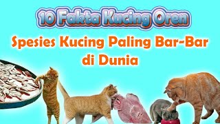 10 Fakta Kucing Oren, Spesies Kucing Paling Barbar di Dunia