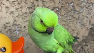 Funny Dramatic Video Mubee the African Ringneck parrot 🦜