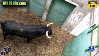 TOROS EN EL CAMPO FINCA EL PINAR ❤️▶️ TORO ANIMAL UNICO EN EL MUNDO