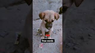 Animal lovers 😻 || animal status || animals video status|| #short #viral #trending #viralvideo