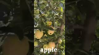 Jammu Kashmir Apple Farming #shorts  #agriculture