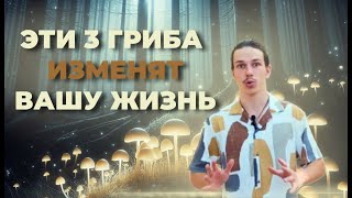 3 Самых Полезных Гриба в Мире! Как обрести Здоровье и Энергию с помощью Грибов?