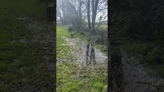 Teddy and Arthur #dogs #cavapoodog #cockerpoo #march2024 #2024 #march