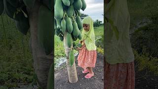 Cute baby cutting papaya and enjoyed #jhim #funny #jhimi #cutebaby #cute