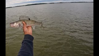 Walleyes have turned on!