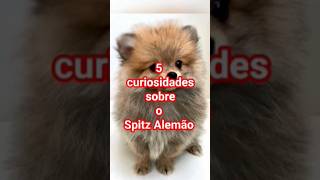 #294 5 curiosidades sobre o SPITZ ALEMÃO 🐶🐶🐶 #luke5curiosidades #shortvideos#spitz_dog