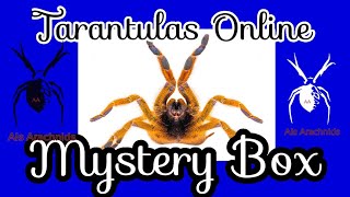 Tarantula Mystery Box