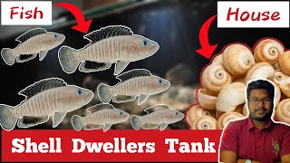 (* நத்தை ஓடில் வாழும் மீன் *) | African Shell Dwellers Aquarium - Tamil | Jey's Fish Tanks ❤️