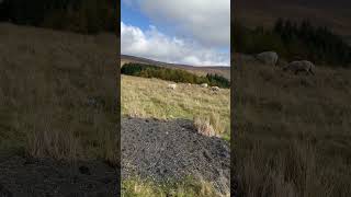 Sheep 🐑 from Wicklow mountain 🏔️ Ireland 🇮🇪 | Eyecha 10 #shorts #eyecha #pewdiepie