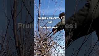 Easy Winter Fruit Tree Care Tip for a Bountiful Harvest #garden