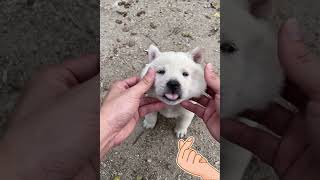 Aww, So Adorable CutAww, So Adorable Cute Puppy Doggies Cuteness Overloaded 🐶😍😘 -EPS1041 #cutepets