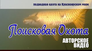 Поисковая подводная охота. Красноярское море, сазан, щука (с озвучкой)