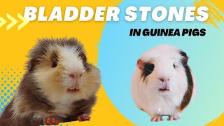 Bladder stones in Guinea Pigs - Everything u need to know