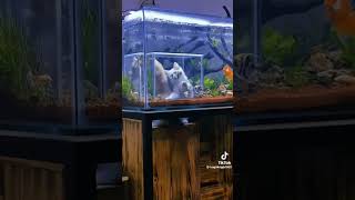 cat date inside a aquarium #fyp #cat #cats