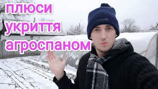 навіщо вкривати полуницю білим агроспаном? Плюси і мінуси.