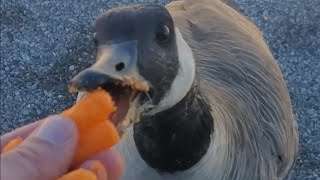 Cheeto Faced Canadian Geese