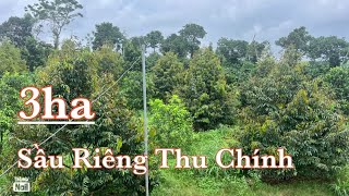 Bán vườn sầu riêng đông đặc gần trung tâm tiên ích mặt tiền bê tông nhà cửa điện nước đầy đủ