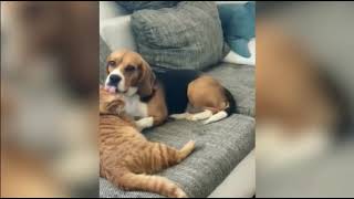 Perro tiene curiosa reacción al ser descubierto en tierna escena con el gato de su dueña