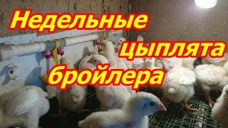 Недельные цыплята Бройлера