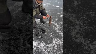 Щучка #карелия #youtubeshorts #рыбалка #fishing #fish #ловлярыбы #открытиесезона #лед #щука