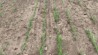 Tips for Successfully Summer Seeding Switchgrass