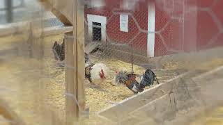 Hens At Play Together #hens #rooster #playing #hyper #animals #funny #funnyvideo #summer #farming