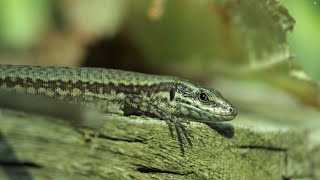 Wall Lizards of Ventnor  - up close and personal