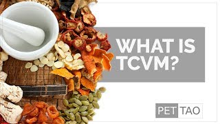 What Traditional Chinese Veterinary Medicine (TCVM) Is & How It Helps Your Pet