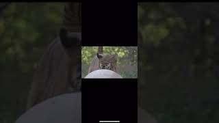 Tiger kills a cow at Ranthambore- October 2020