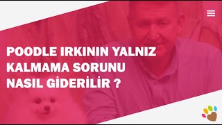 Poodle ırkının yalnız kalmama sorunu nasıl giderilir ?