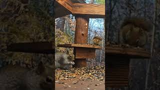 Red and Gray Squirrel | #chipmunks_and_squirrels on #Twitch