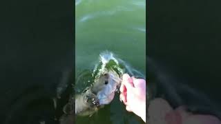 Small Bass Release!!