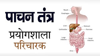 पाचन तंत्र - जीव विज्ञान / Digestive system - Biology / प्रयोगशाला परिचारक / RRB NTPC railway, ALP