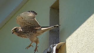 Junge Turmfalken  (Tinnunculus) werden gefüttert