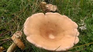 Platera, cabeza de fraile, (Clitocybe geotropa) 12/11/23