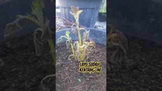 Kondisi Tanaman Kentang Layu Fusarium #shortsyoutube #shorts #kentang #layufusarium #tanaman