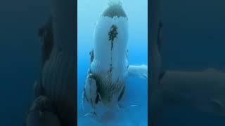 Humpback whale #shorts