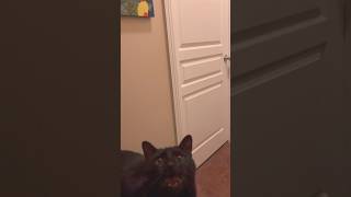 Black cat demands food