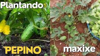 Plantando pepino e maxixe na cerca, giro pela roça