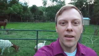 boer goats review