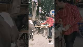 अंकल का सब्ज़ी गाय माता खा गईX#humanity#respect #helping #trending #viralvideo #youtubeshorts