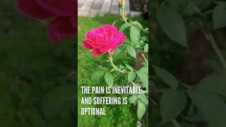 The Pain is inevitable and suffering is optional