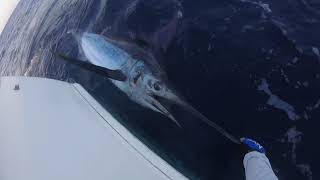 Blue Marlin in Northeast Canyons