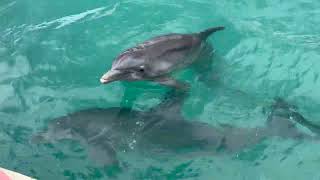 Moon Palace Jamaica - Dolphin Cove