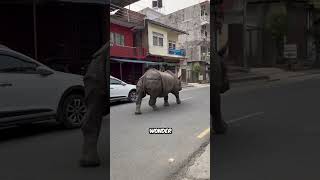 🌆🦏🎥 Urban Rhino Adventure: Strolling Through Nepal’s Streets!