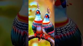 #music #song #tseries #bollywoodsongs #birds #shortvideos