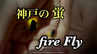 神戸市のホタル　ゲンジボタル
Luciola cruciata  fire Fly