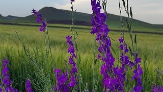 Epilepsi hastalığını tedavi eden şifa kaynağı